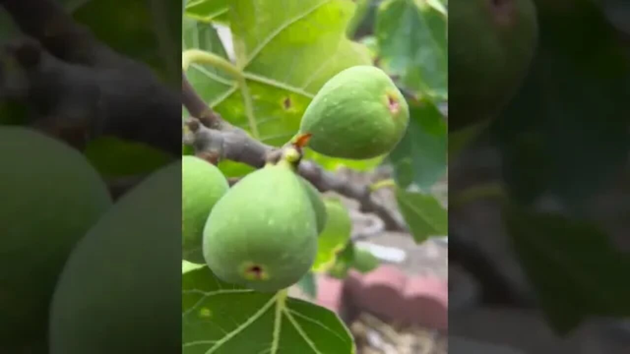 Fig trees with fruits in the backyard garden. #shorts