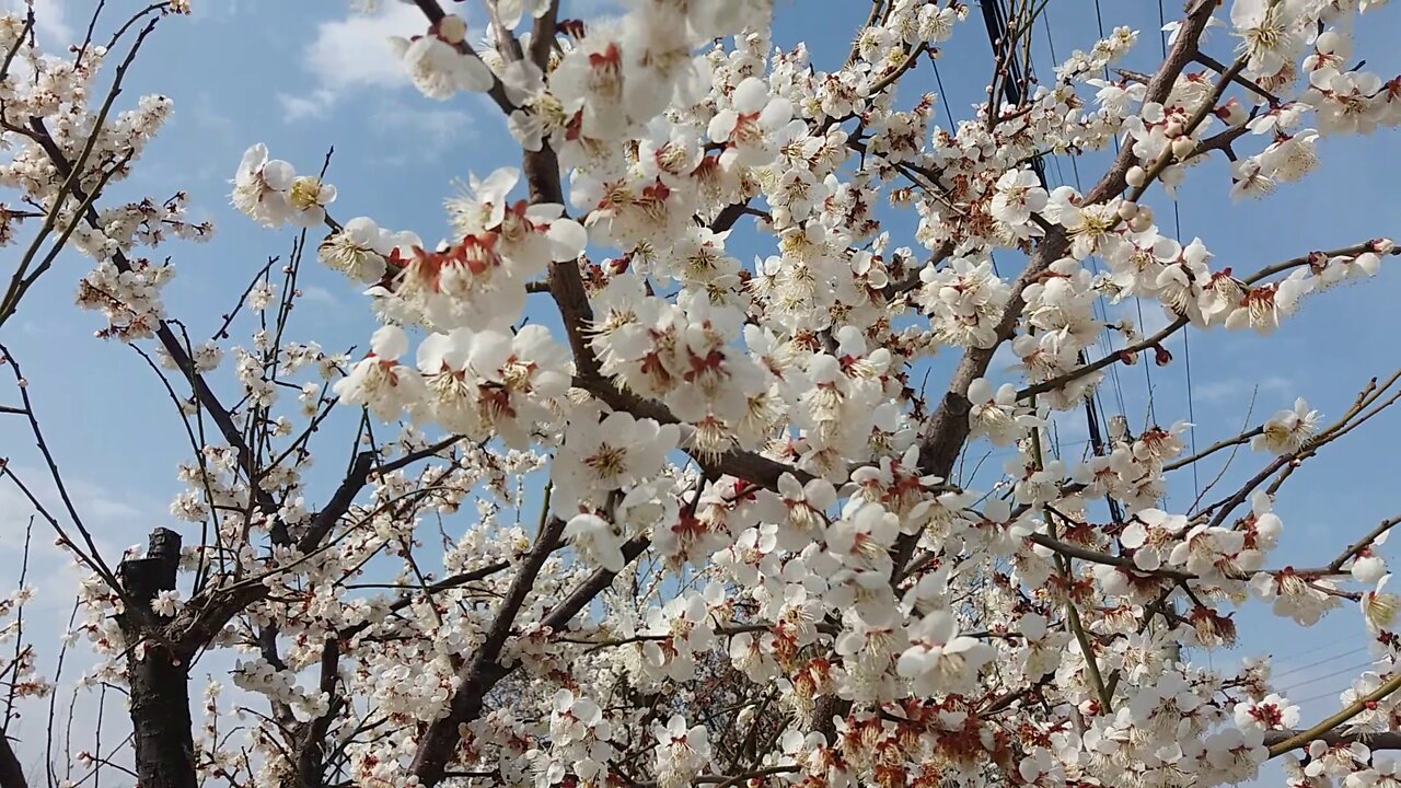 Plum blossoms bloomed along the roadside.