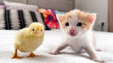 Tiny Kitten Meets Baby Chick for the First Time [Cuteness Overload]