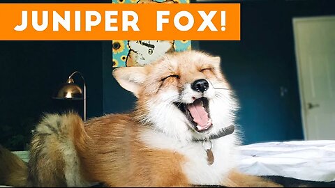 Funniest Juniper Fox Video Compilation | Funny Pet Videos