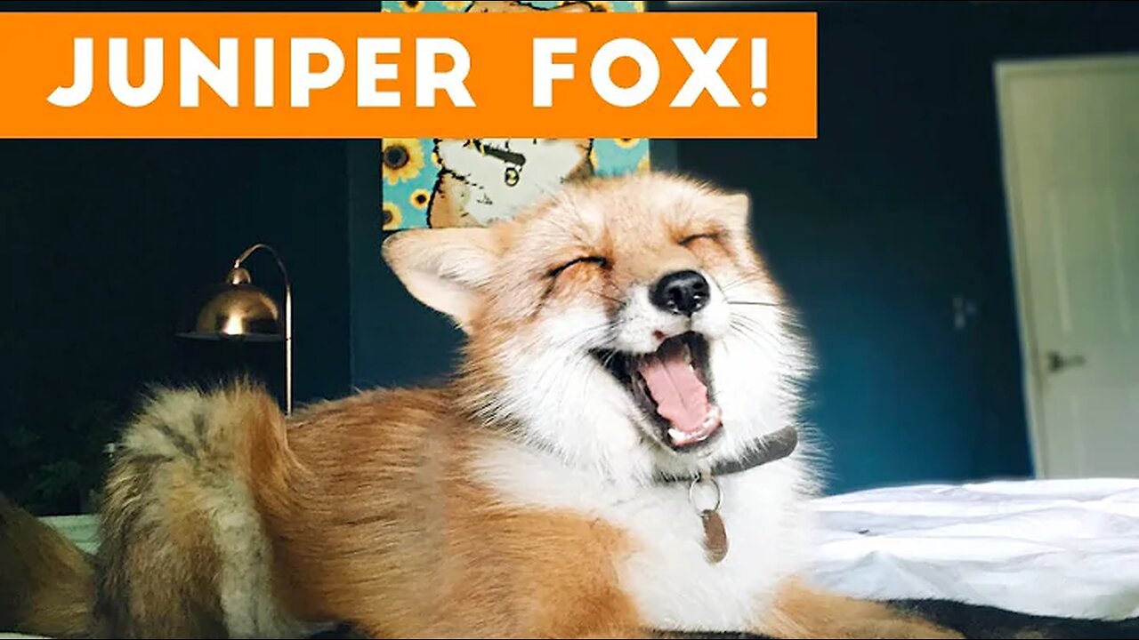 Funniest Juniper Fox Video Compilation | Funny Pet Videos