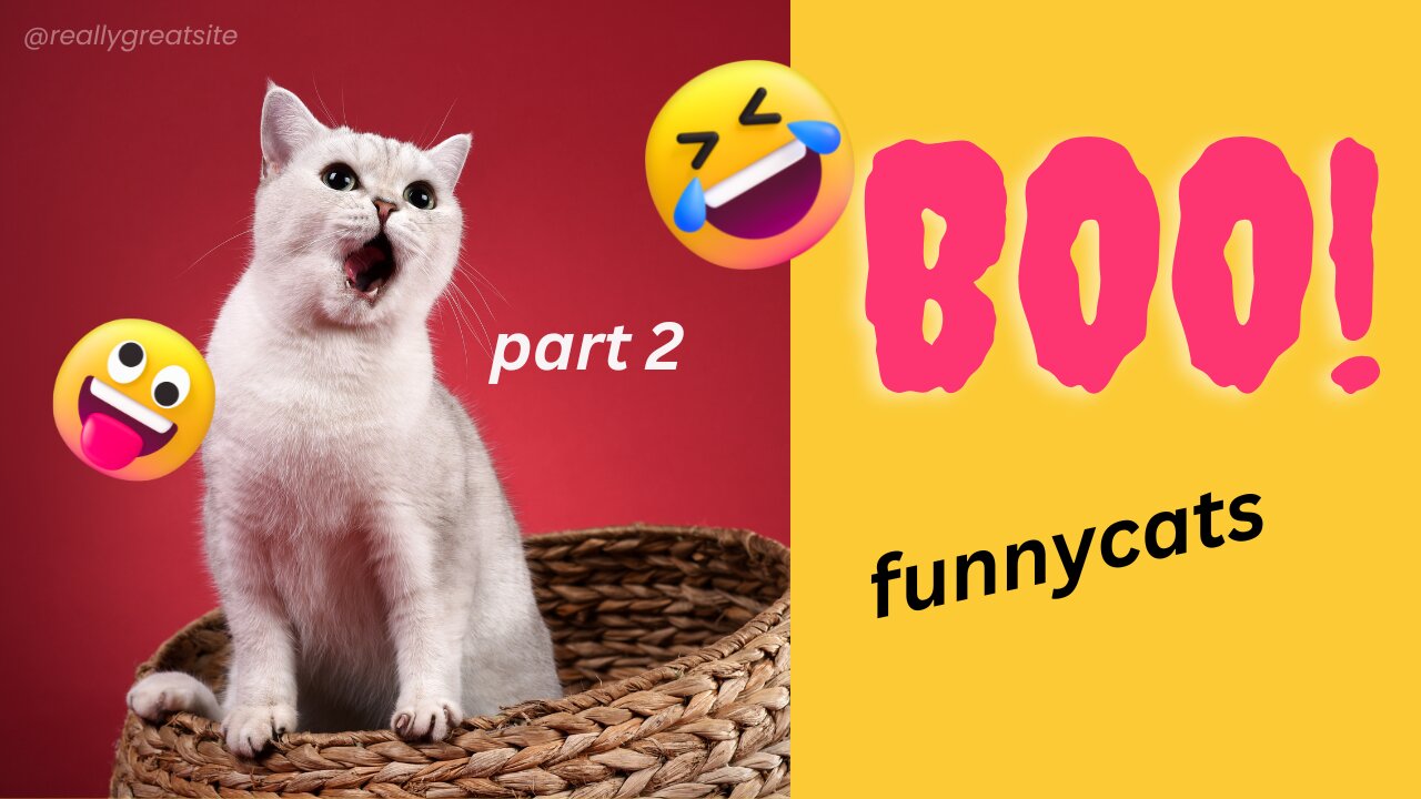 funny cat part 2