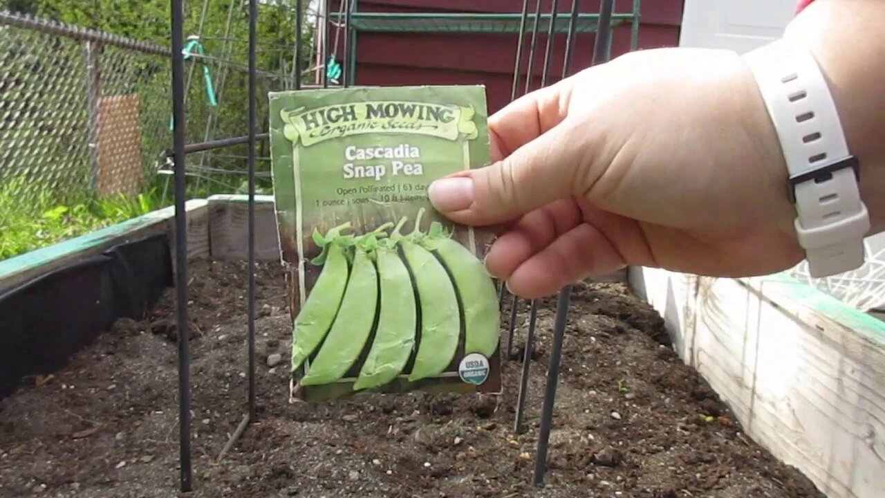 Planting the Best Snow and Snap Peas for Northwest Washington State