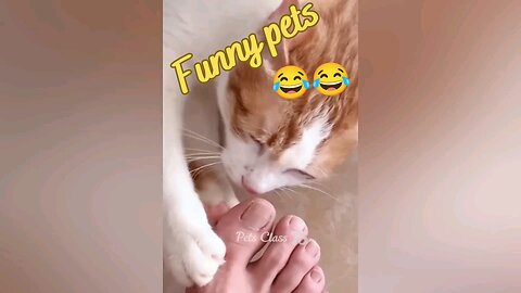 Funny Pets 😂😂😂