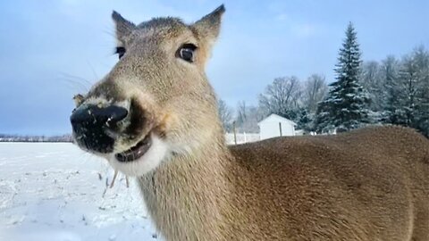 The Animal Videos 2024 are Absolutely HILARIOUS! #65
