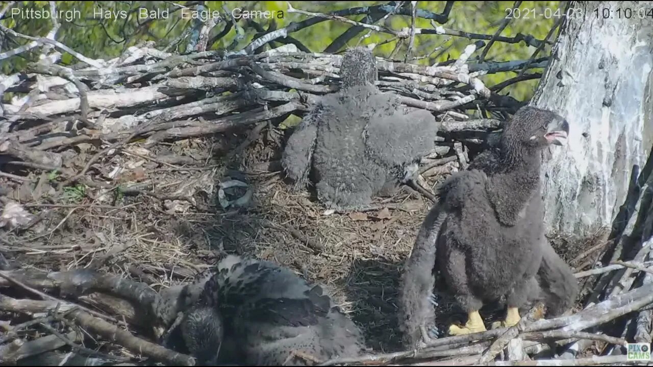 Hays Eaglet H14 stands for a while 1 month old 2021 04 23 10:09AM