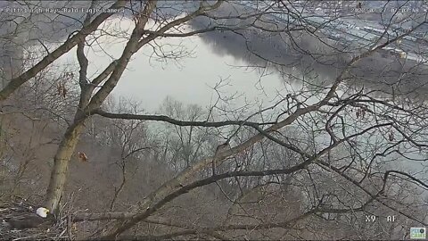 Hays Eagles Dad flies along hillside below.He Circles over river & perches above nest tree 22722 703