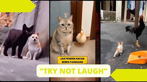 FUNNY VIDEOS CAT AND ANOTHER ANIMAL