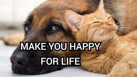 CATS & DOGS THEY MAKE YOU HAPPY FOR LIFE