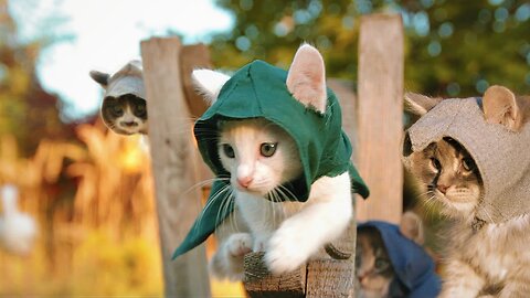 Assassin's Kittens!