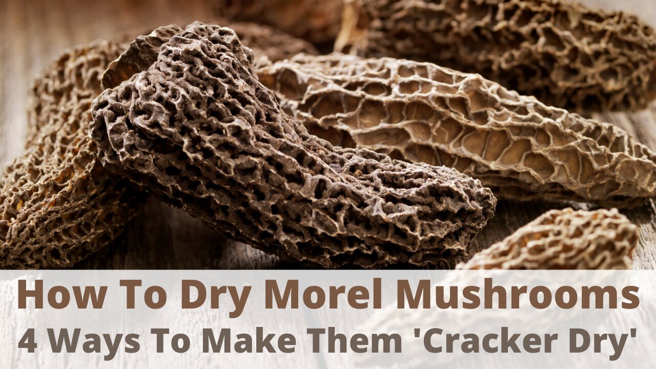 Preserve Morel Mushrooms Year-Round with These 4 Simple Drying Methods!