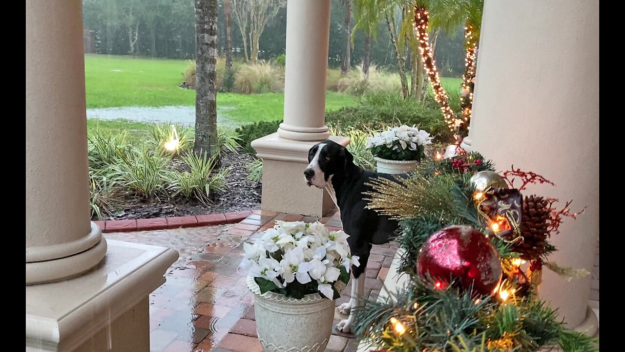 Funny Great Dane Plays In The Rain During Rare Florida Winter Storm