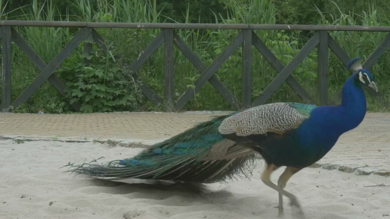 Peacock, No Copyright Video, Copyright Free, Motion Graphics, Background, Animals, Zoo, Wildlife, Yo