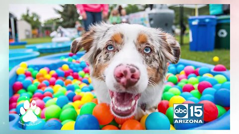Celebrate your fur baby with Just Love Animals Society's "The Day of the Dog"