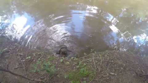 Old ass snapping Turtle