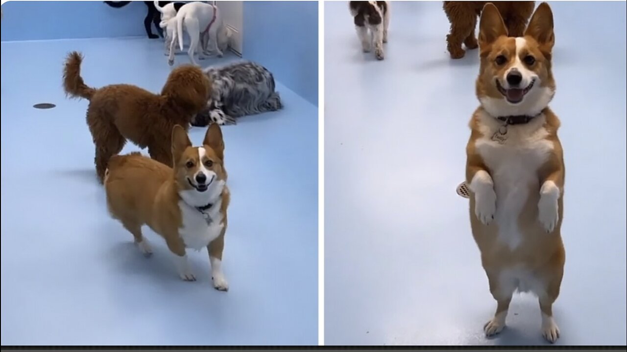 Pup's heartwarming reaction to owner picking him up from daycare