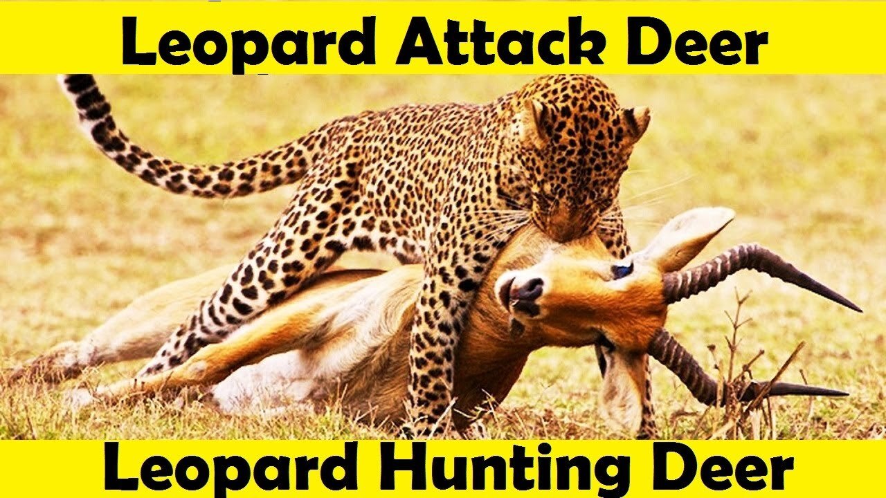 Leopard Hunting Deer. Leopard Attack Deer. (Tutorial Video)