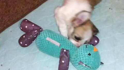 G Litter 3/24/20(1)