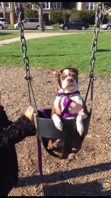 Dog being pushed in swing