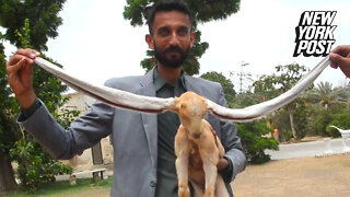 Goat makes world record of having longest ears, owner says