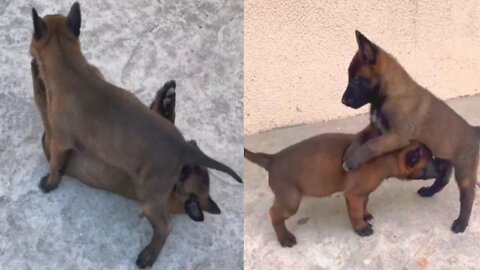 Belgian Malinois pups