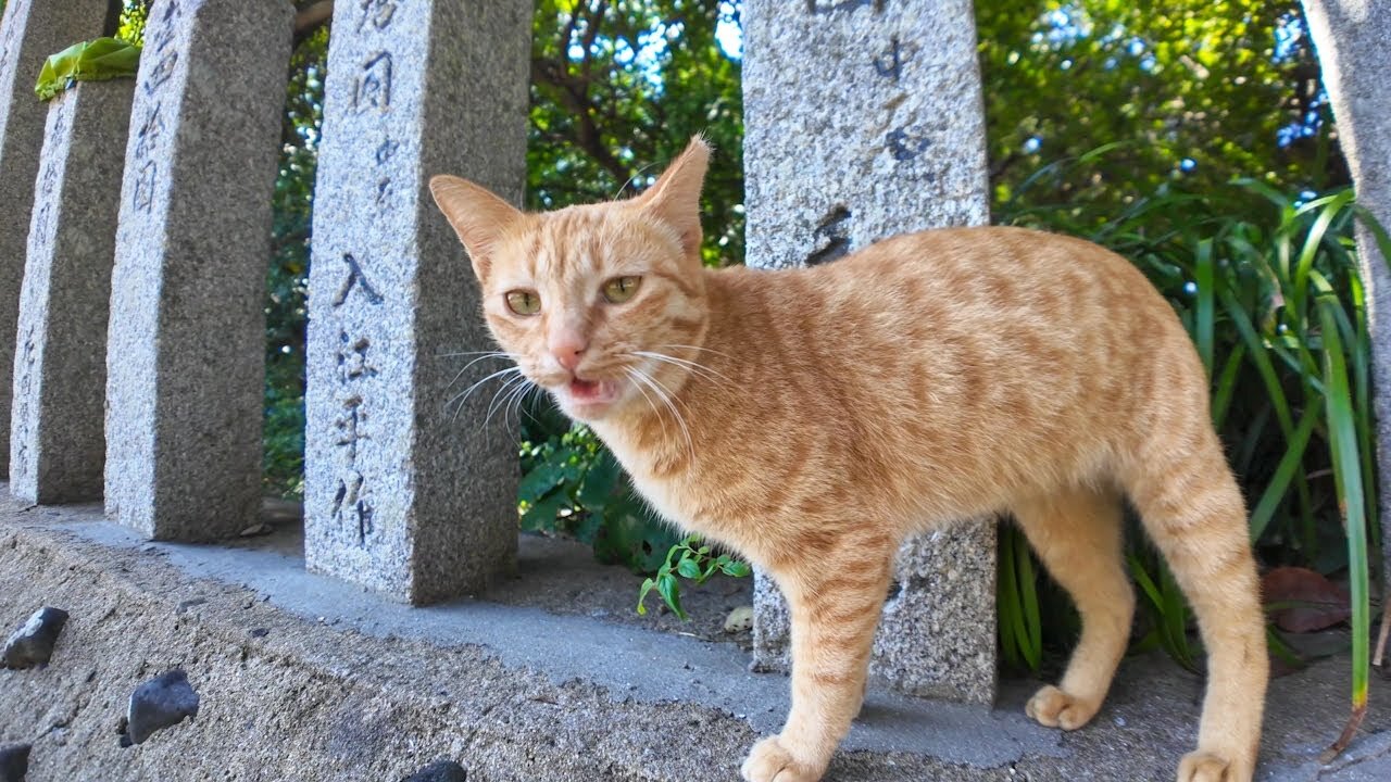 The ginger tabby cat on the approach to the shrine is adorable