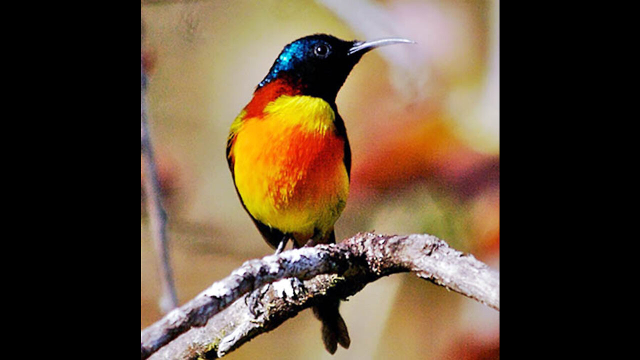 Green-tailed Sunbird bird video