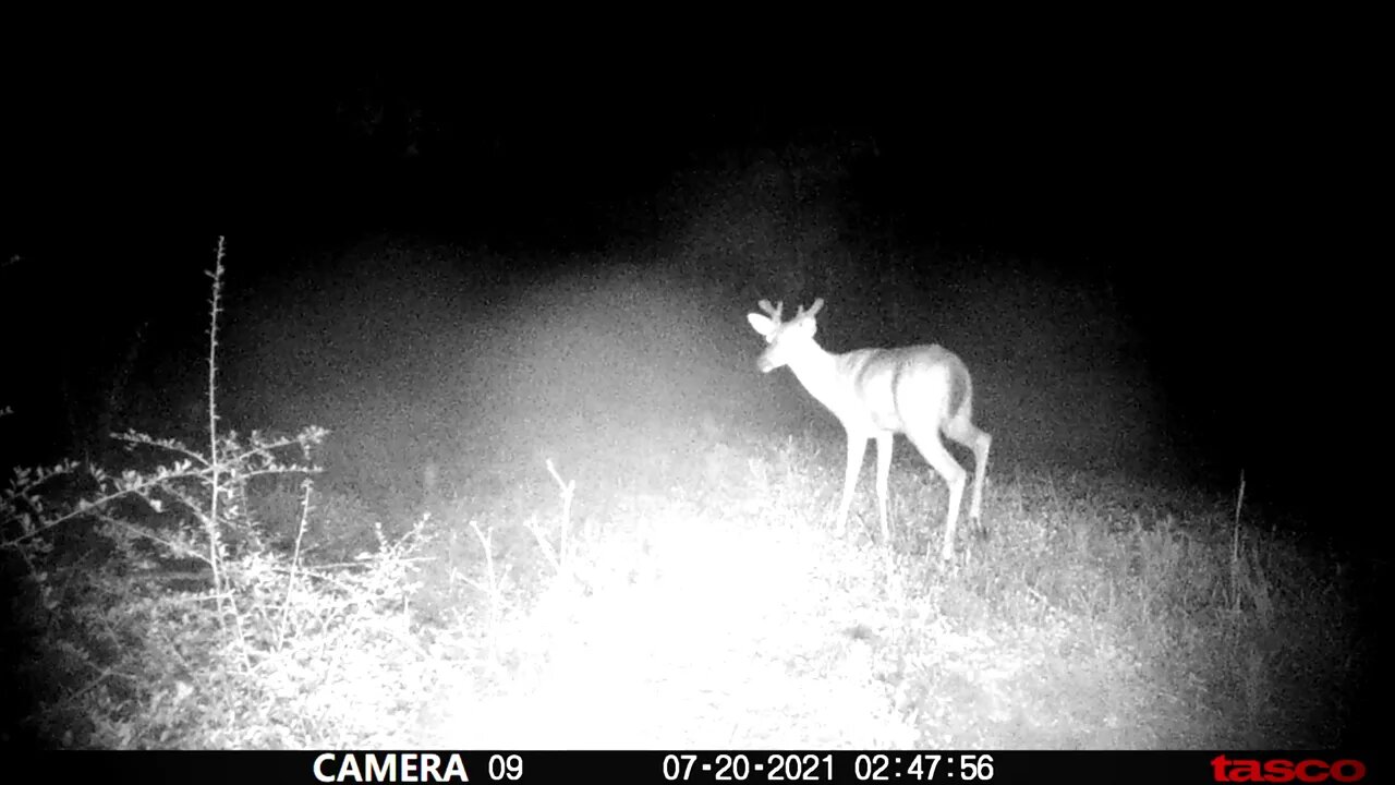 Whitetail woods and what is going on in the hunting area.