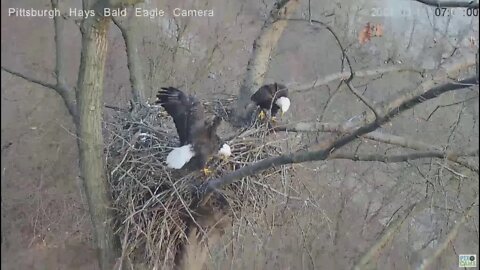 Hays Eagles Nest Raccoon Intruder retreats from Dad in nest 2021 03 11 706 AM
