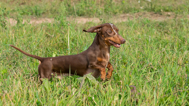 Dachshund in Slow Motion