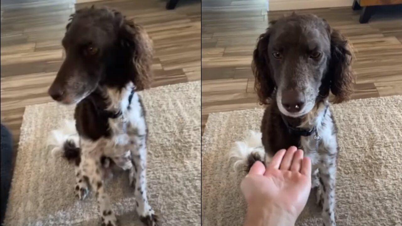 Dog has precious reaction when owner places hand in front of his face