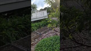 super quick garden tour