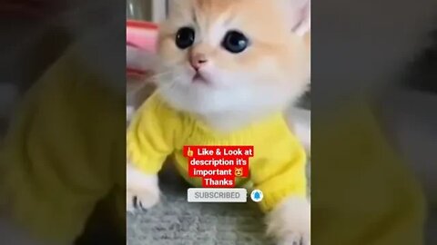 cute cat videos 😹 funny videos 😂 1133 😻 #shorts