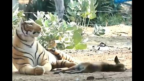 Troll Prank Dog Funny & fake Lion and Fake Tiger Prank To dog & Huge Box Prank to dog