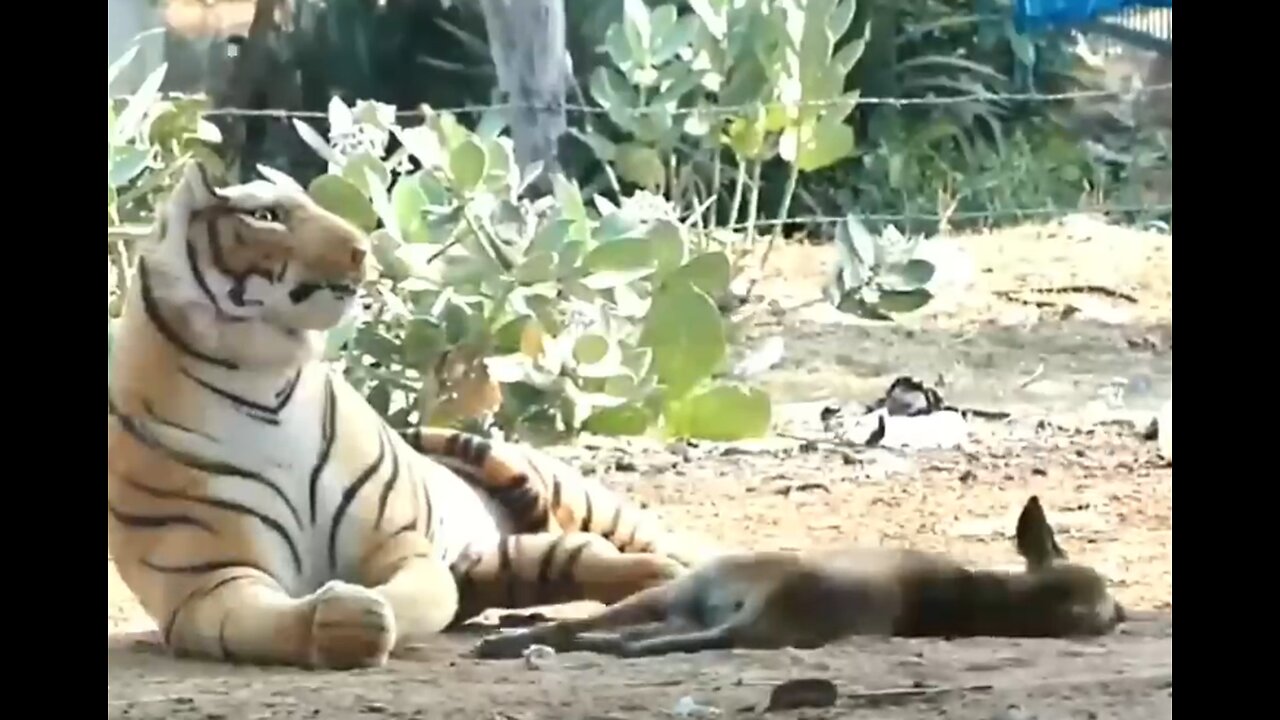 Troll Prank Dog Funny & fake Lion and Fake Tiger Prank To dog & Huge Box Prank to dog