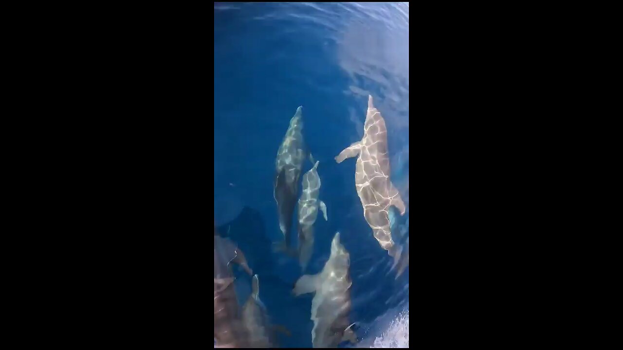 Dolphins racing beneath a boat