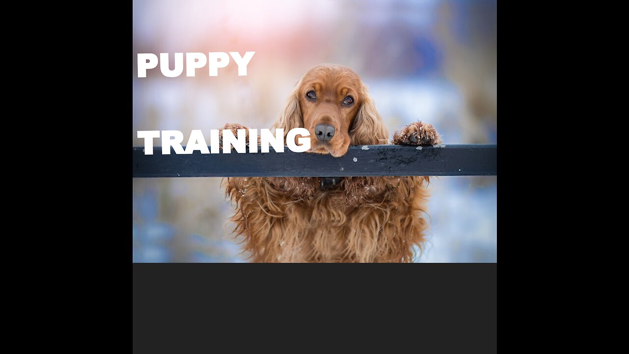 3 Easy Things to New Puppy