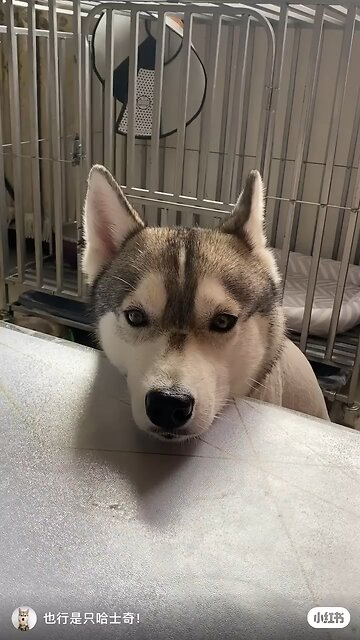 Funny Animals 4| Funny Animals Dog| Takamaga