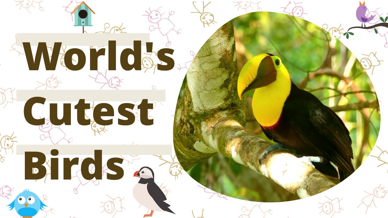 The World's Cutest Birds