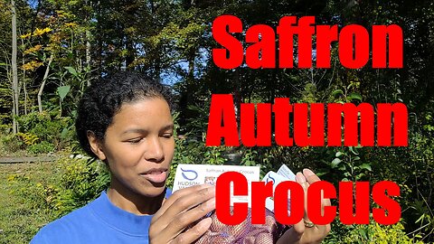 Autumn SAFFRON Corms #sowwellharvestmore