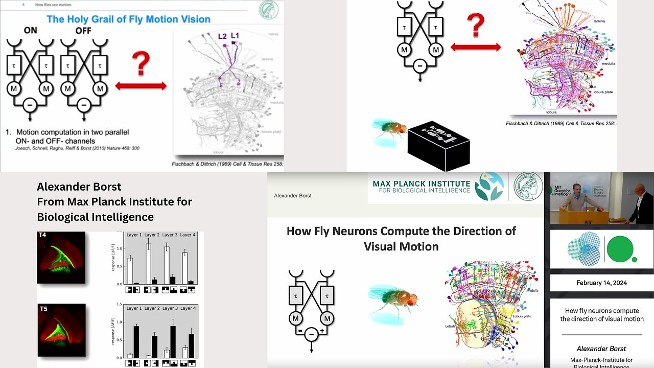 Alexander Borst - Max Planck Institute for Biological Intelligence Presents Visuals Motion in Fly