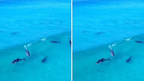 Dolphins surfing and jumping through waves