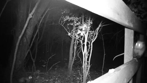 Mama Opossum is about to pop!