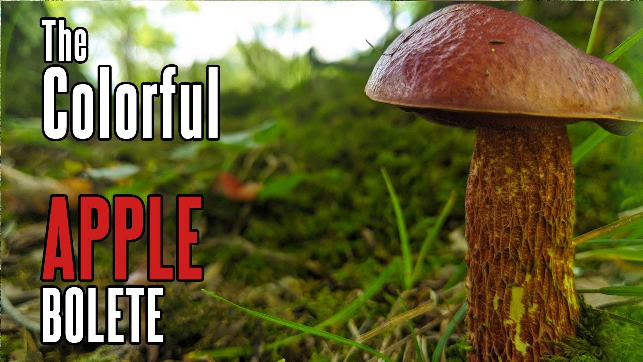 Apple Bolete | Bright Red Mushroom | Foraging in Appalachia