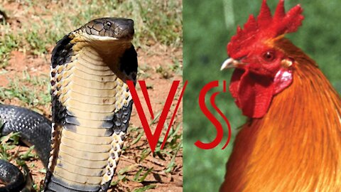 Cobra snake vs mother hen