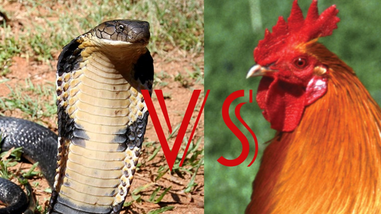 Cobra snake vs mother hen