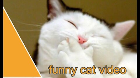 The best videos collected for funny cats