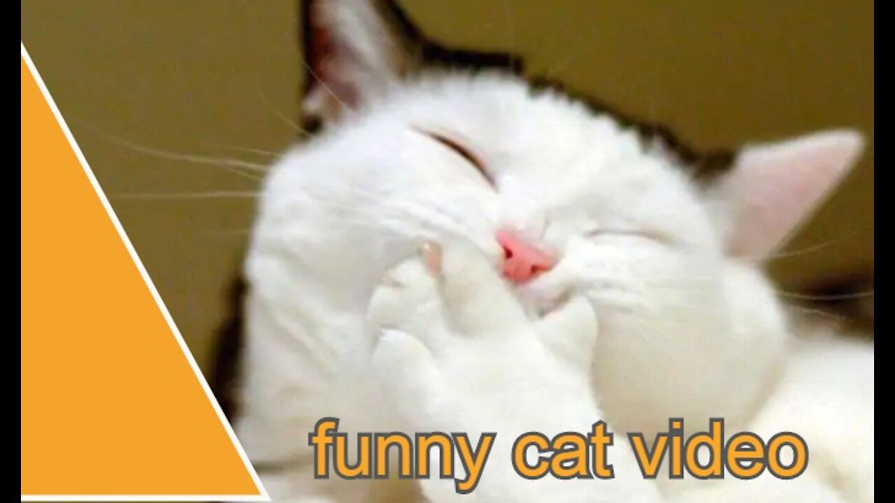 The best videos collected for funny cats