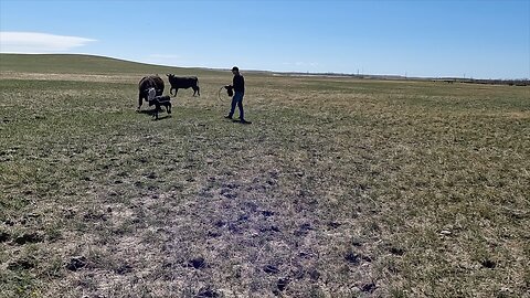 MAD Momma Cows