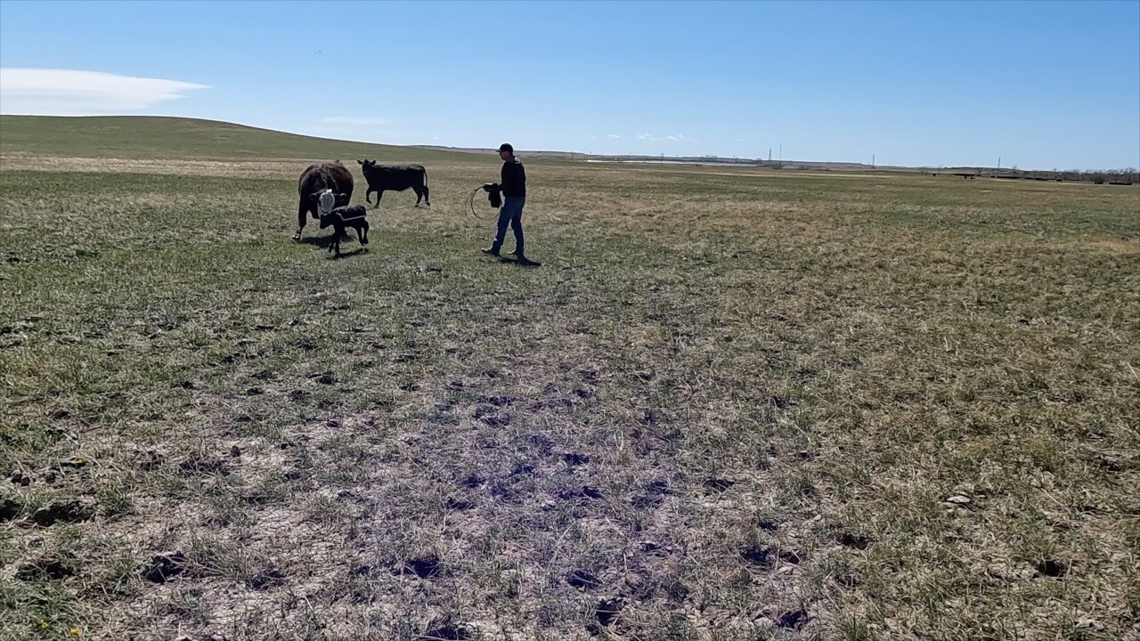 MAD Momma Cows